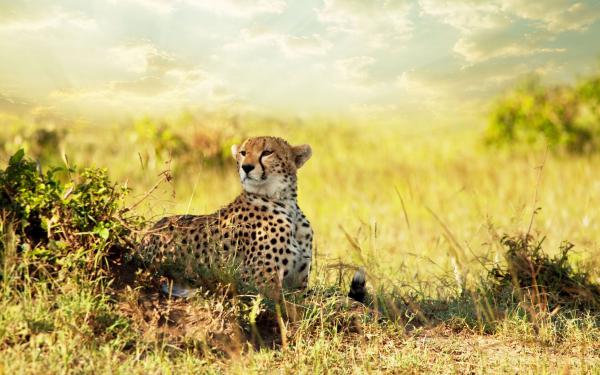 Free cheetah savanna africa wallpaper download