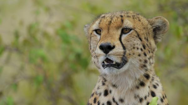 Free cheetah with shallow background hd animals wallpaper download