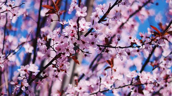 Free cherry blossom spring flowers 4k wallpaper download