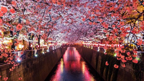 Free cherry blossom trees covering river canal 4k hd flowers wallpaper download