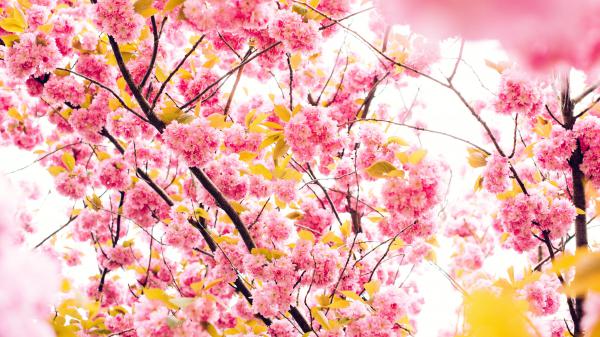 Free cherry flowers 4k 5k wallpaper download