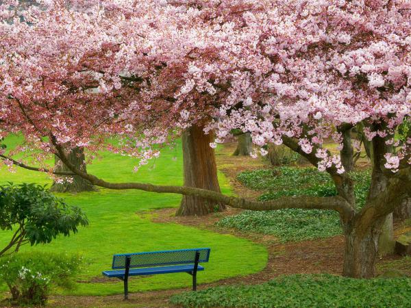 Free cherry tree evergreen park washington wallpaper download