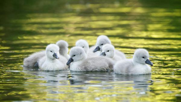 Free chick swans on water hd animals wallpaper download