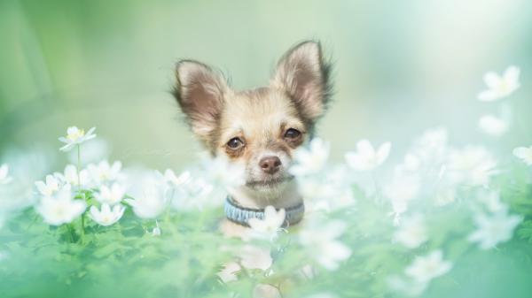 Free chihuahua around white flowers 4k 5k hd animals wallpaper download