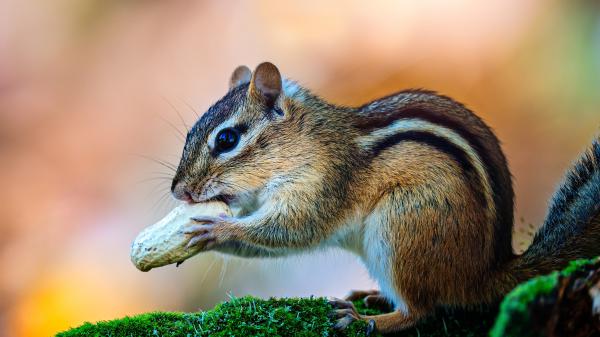 Free chipmunk squirrel is standing on moss 4k 5k hd squirrel wallpaper download