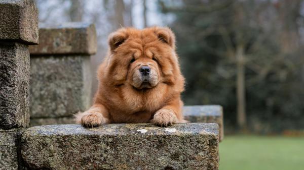 Free chow chow brown dog is sitting on rock stone in blur background 4k 5k hd dog wallpaper download