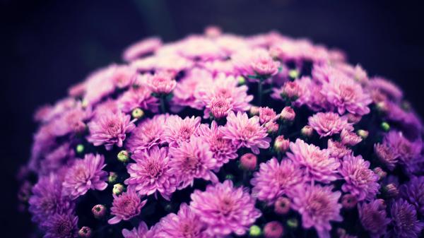 Free chrysanthemum flowers 5k wallpaper download