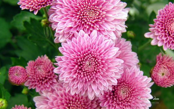 Free chrysanthemum flowers wallpaper download