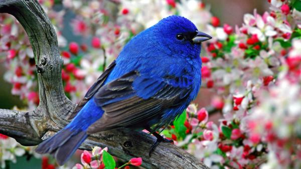 Free chubby blue black bird is sitting on tree branch in colorful flowers background hd birds wallpaper download