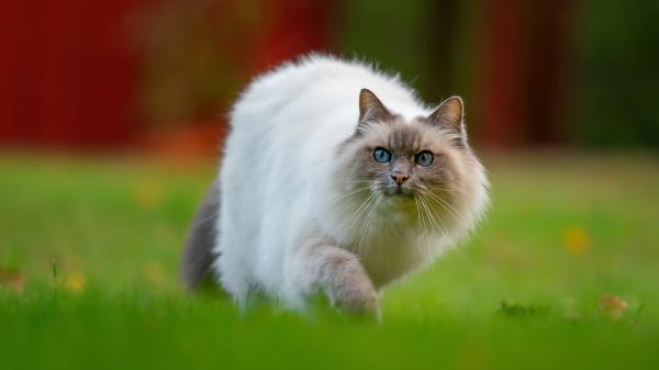 Free chubby blue eyes white cat is walking on green grass hd cat wallpaper download