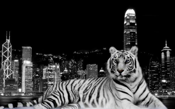 Free city dark tiger wallpaper download