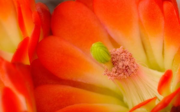 Free claret cup cactus blossom wallpaper download