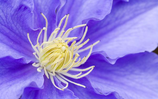 Free clematis wallpaper download