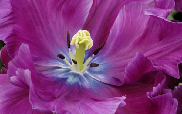 Free close up of a purple tulip wallpaper download