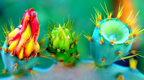 Free closeup cactus plant nature flowers thorns colorful 4k hd wallpaper download