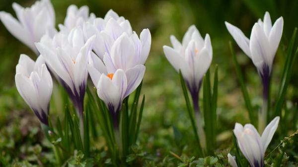 Free closeup crocus spring flowers 4k hd flowers wallpaper download