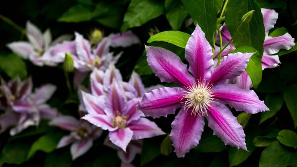 Free closeup leafed clematis flowers 4k hd flowers wallpaper download