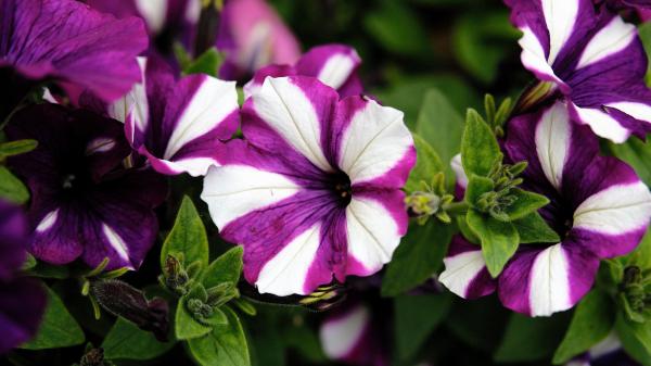 Free closeup leafed petunia flowers hd flowers wallpaper download