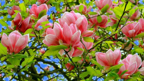 Free closeup magnolia pink white blossom branch with leaves hd magnolia wallpaper download