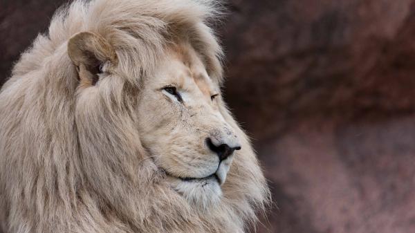 Free closeup of big cat lion in blur background hd lion wallpaper download