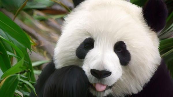 Free closeup of big panda hd panda wallpaper download