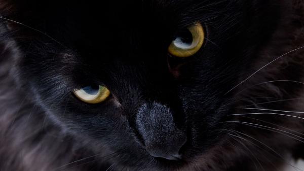 Free closeup of black cat with yellow eyes hd cat wallpaper download