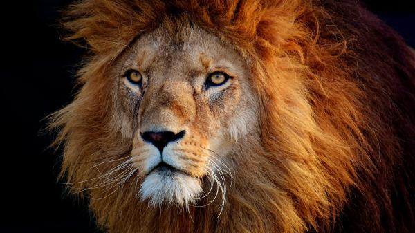 Free closeup of bold lion hd lion wallpaper download