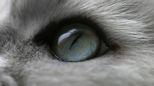 Free closeup of cat gray eye hd cat wallpaper download