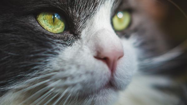 Free closeup of cat with green eyes 4k hd animals wallpaper download