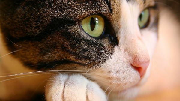 Free closeup of cat with green eyes hd cat wallpaper download