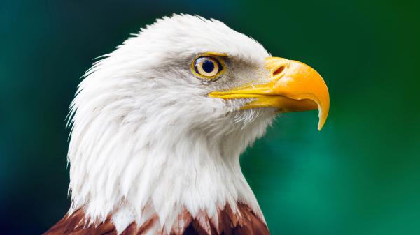 Free closeup of eagle with yellow nose in shallow background 4k hd birds wallpaper download