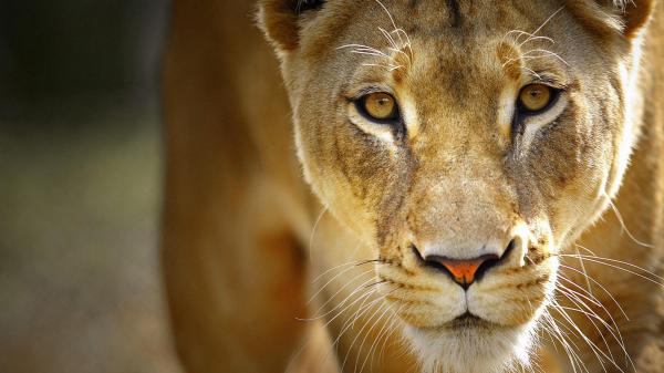 Free closeup of lion with brown eyes hd lion wallpaper download