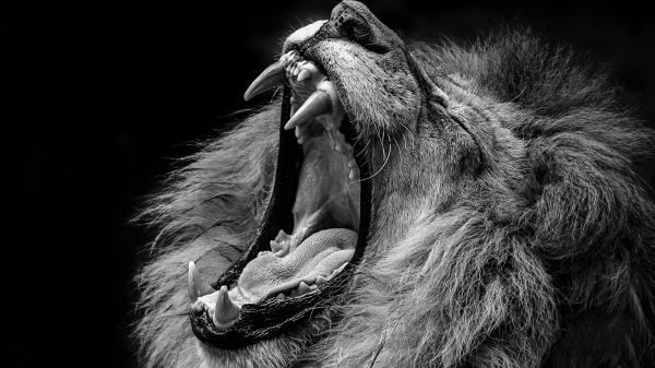 Free closeup of lion with open mouth sharp teeth hd lion wallpaper download