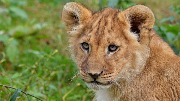 Free closeup of lion with shallow background of green plants 4k hd lion wallpaper download