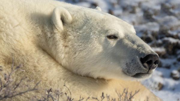 Free closeup of polar bear hd animals wallpaper download