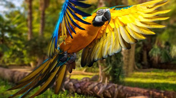 Free closeup photo of blue yellow macaw parrot 4k hd animals wallpaper download