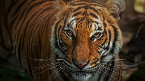 Free closeup photo of brown tiger 4k hd animals wallpaper download