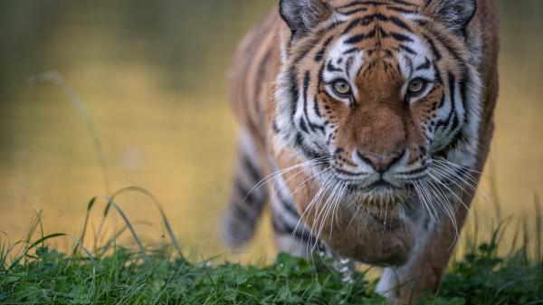 Free closeup photo of brown tiger on green grass in blur background 4k 5k hd animals wallpaper download