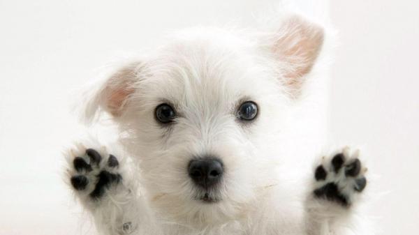 Free closeup photo of cute white puppy in white background hd animals wallpaper download