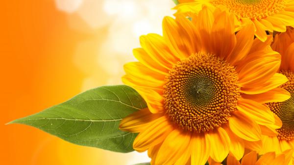 Free closeup photo of dark yellow sunflowers 4k 5k hd flowers wallpaper download