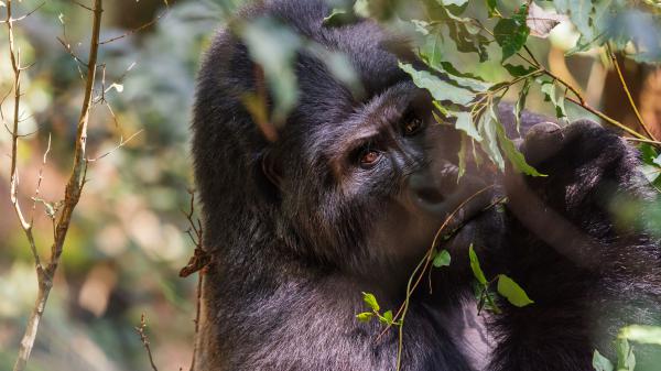 Free closeup photo of gorilla near tree 4k hd animals wallpaper download