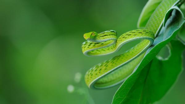 Free closeup photo of green snake on big leaves in blur green background 4k hd animals wallpaper download