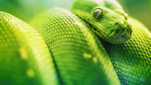 Free closeup photo of green viper python 4k hd animals wallpaper download