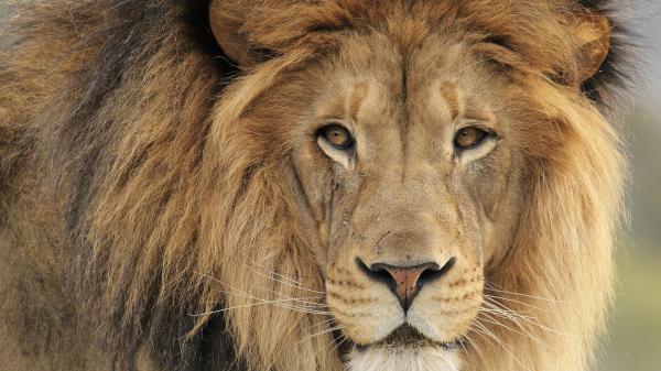 Free closeup photo of lion hd lion wallpaper download