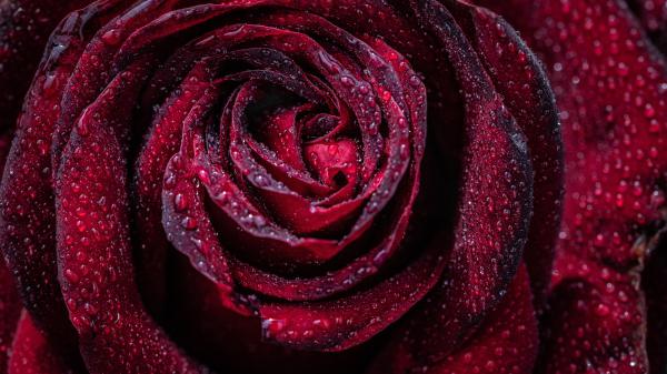 Free closeup photo of red rose petal with water drops 4k 5k hd flowers wallpaper download