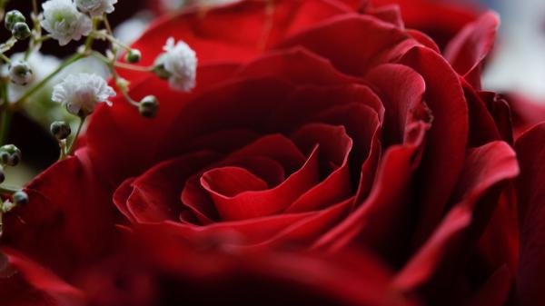 Free closeup photo of red rose petals 4k 5k hd flowers wallpaper download