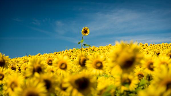 Free closeup photo of sunflower field under blue sky 4k hd flowers wallpaper download