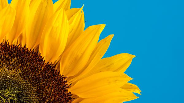 Free closeup photo of sunflower with background of blue 4k 5k hd flowers wallpaper download