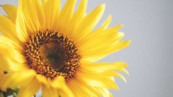 Free closeup photo of sunflower with gray background 4k hd flowers wallpaper download