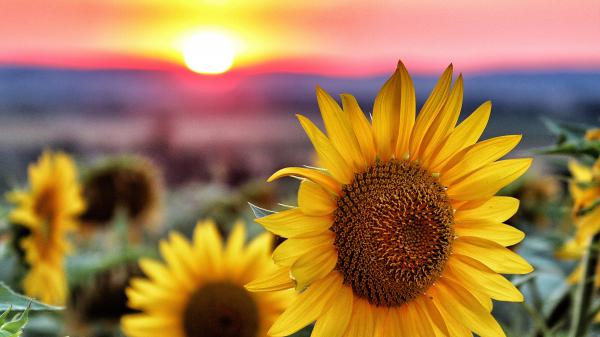 Free closeup photo of sunflower with shallow focus red and yellow sky during sunset 4k hd flowers wallpaper download